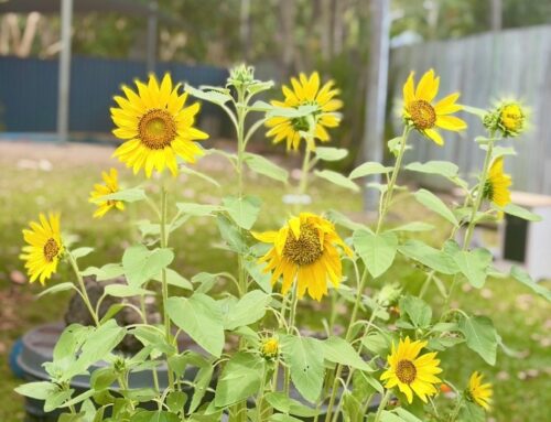 Harvest Time Learning: From Garden to Table with Little Ones